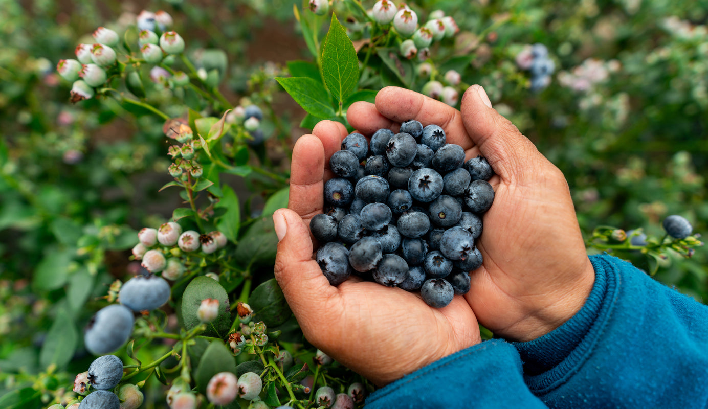 Why are superfoods so super?