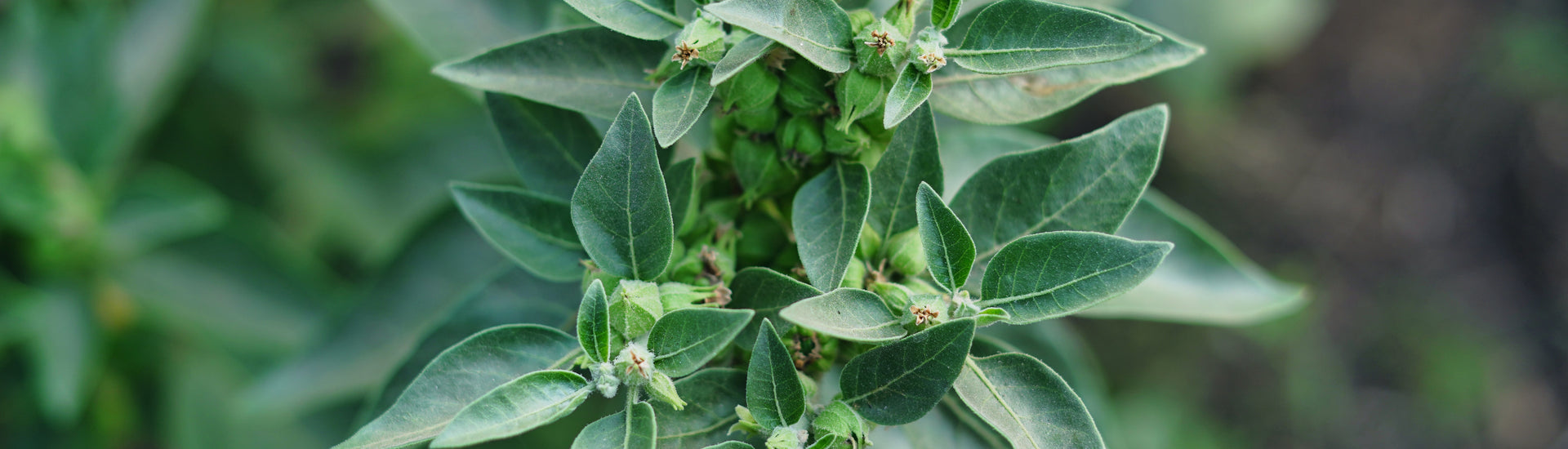 Women’s health focus on Ashwagandha and Rhodiola Complex