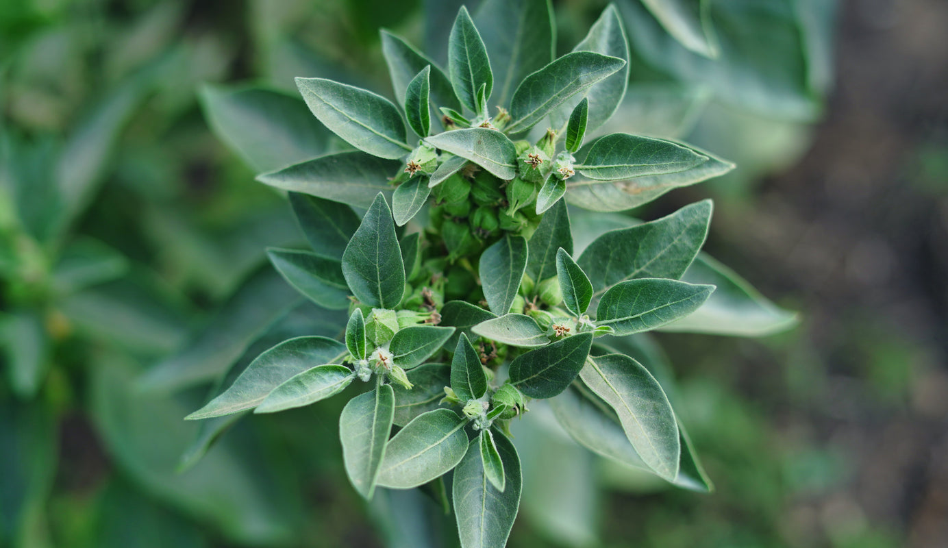 Women’s health focus on Ashwagandha and Rhodiola Complex