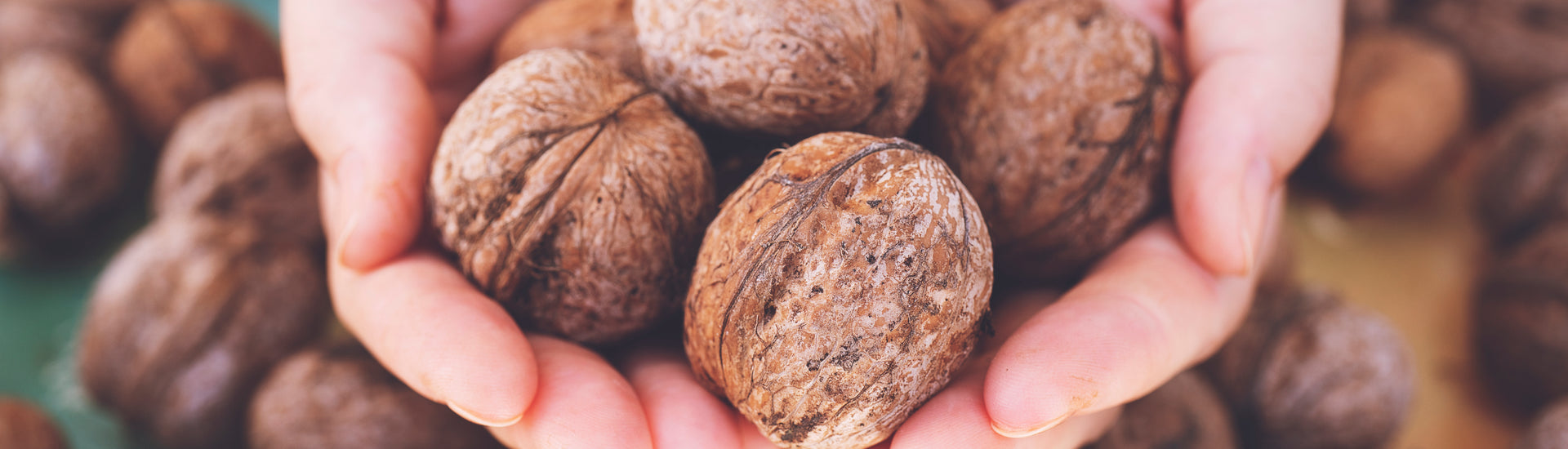 Focus on walnuts