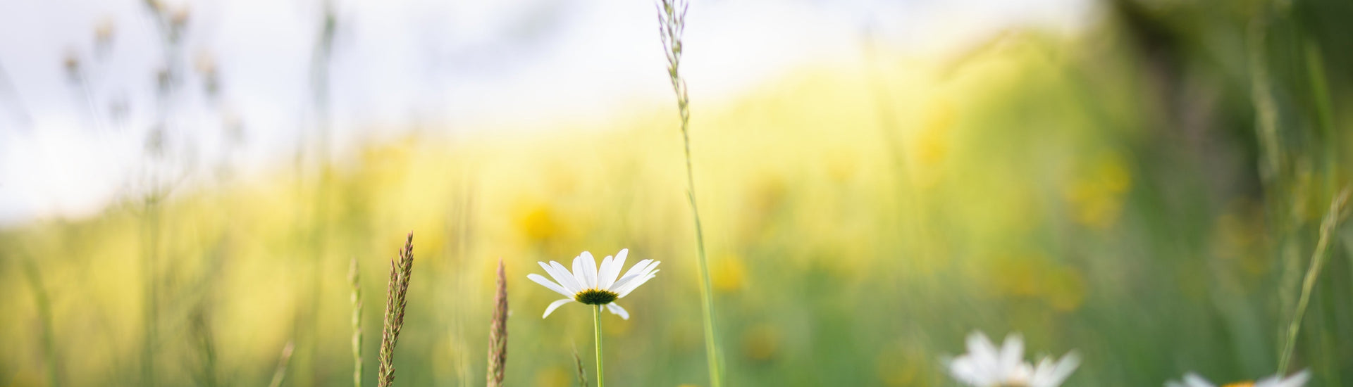 Hay fever tick list