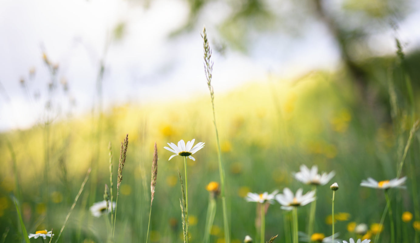 Hay fever tick list